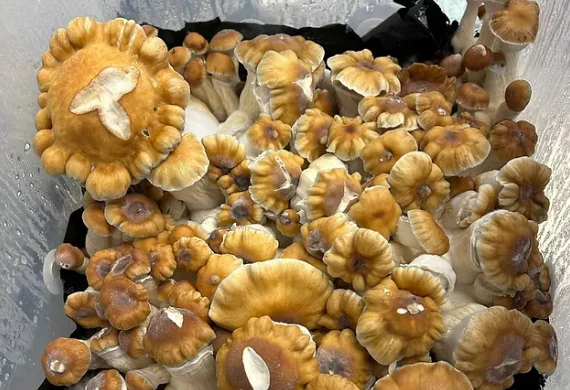 Hillbilly_Pumpkin_Psilocybe_Cubensis cluster of matured hillibily cubensis mushrooms with convex , caramel-to-rust colored caps and thick , pale stems showing blue bruising