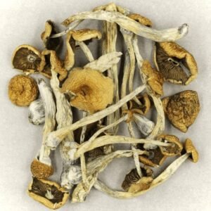 Cluster of matured mazatapec mushroom with with caramel-colored , bell-shaped caps and robust elongated stems