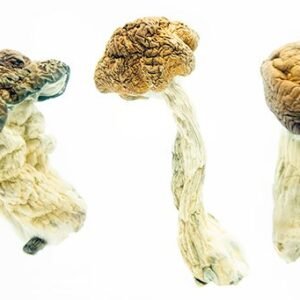 close-up of psilicybe cubensis of Texas Envy Penis showing their large , caramel-colored caps and characteristic white , fibrous stems