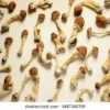 Dried wavy z mushroom with golden brown caps and white stems