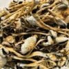Cluster of golden-cap lizard king mushroom with thick stem