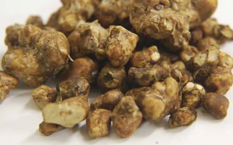 magic_truffles_blog-768x480.jpg Magic Truffle Atlantis – premium Psilocybe truffles