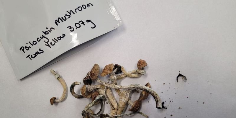 new-technique-measures-psilocybin-potency-of-mushrooms-m Dried Cambodian magic mushroom , showing their golden-brown cap and slender stems
